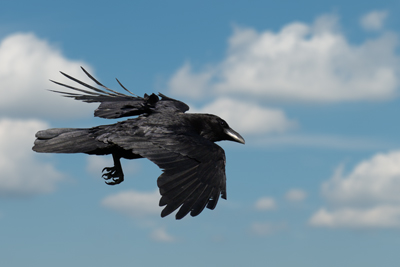 Corvo imperiale in volo 