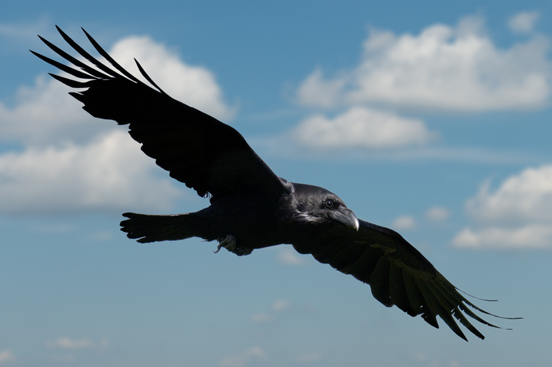 Corvo imperiale in volo con ali aperte