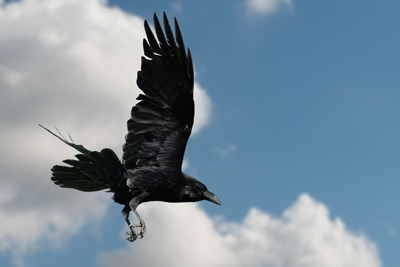 Corvo imperiale in volo con zampe estese