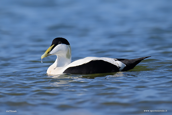 Edredone con goccia sul becco