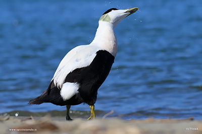 Edredone sulla riva del mare
