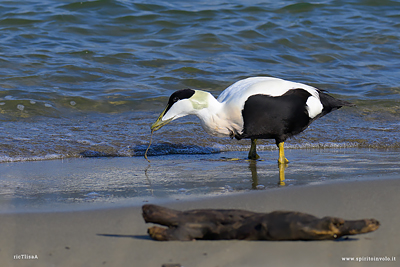 Edredone con lombrico nel becco