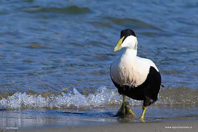 Edredone esce dal mare