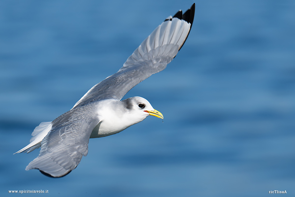 Fotografia di Gabbiano tridattilo in volo