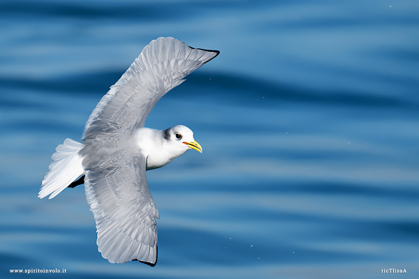 Gabbiano tridattilo in volo sul mare
