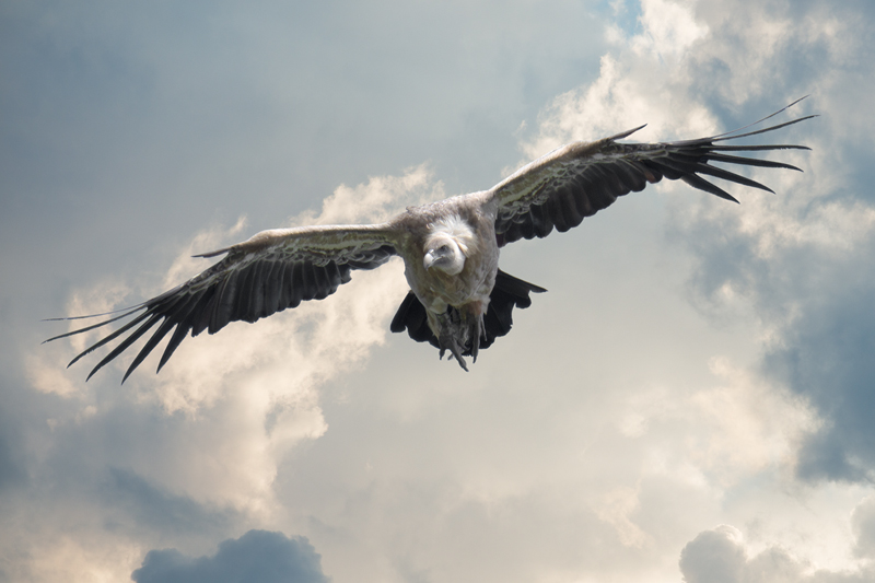 Grifone in volo vista frontale