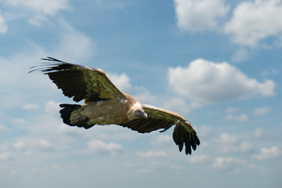 Grifone in volo visto di profilo