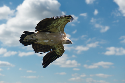 Grifone in volo visto dal basso