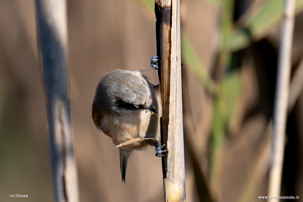 Fotografia di Pendolino con verme nel becco