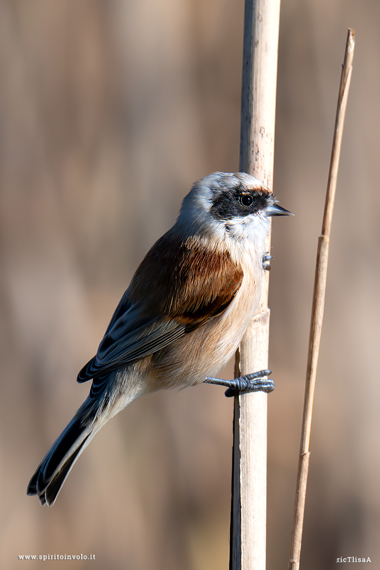 Fotografia di Pendolino su una canna
