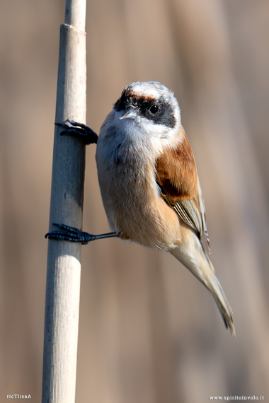 Fotografia di Pendolino nel canneto