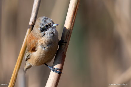 Fotografia di Pendolino su ramo