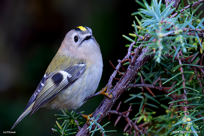 Regolo posato sul ramo