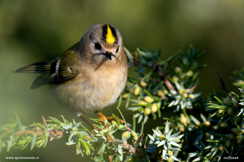Fotografia di Regolo su ramo