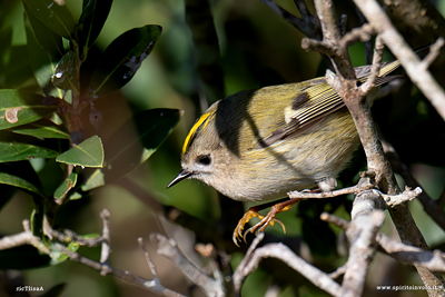 Fotografia di Regolo mentre salta
