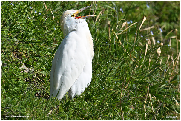 Cattle Egret