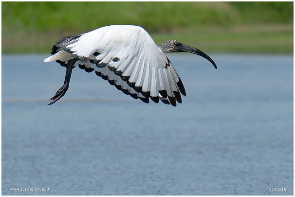 Ibis sacro in volo