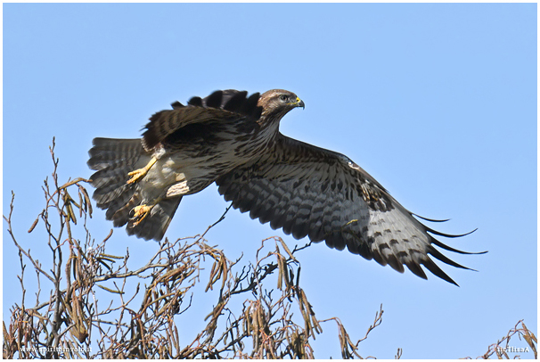 Poiana in volo