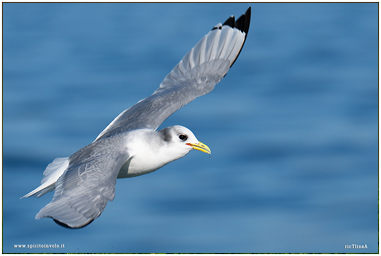 Gabbiano tridattilo in mare
