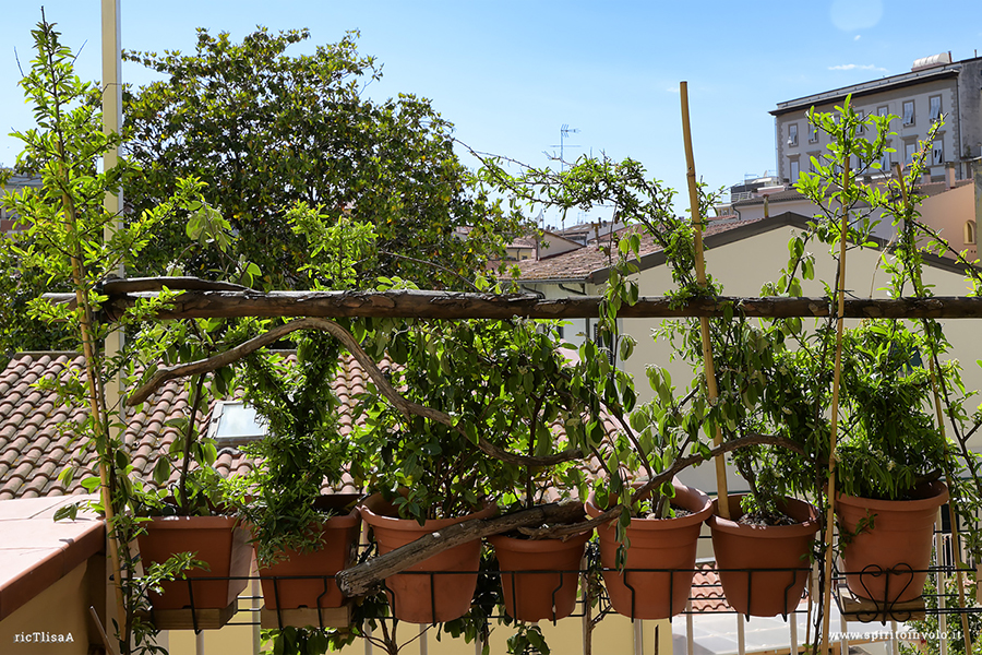 Piante da bacche per uccelli sulla terrazza