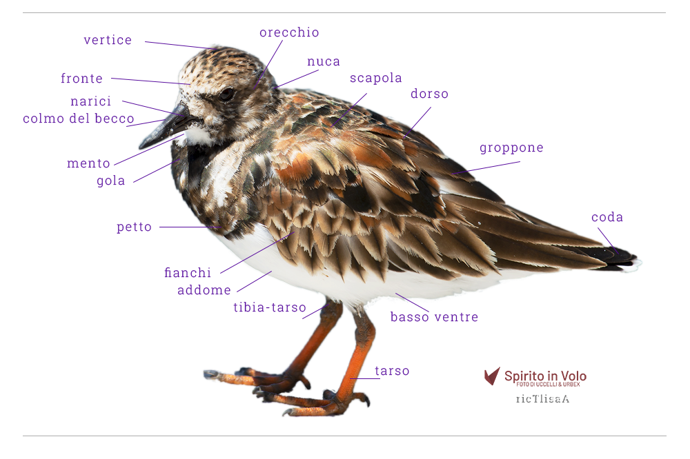 Fotografia del corpo di un uccello con indicazione nomi anatomici delle varie parti