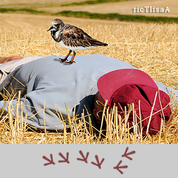 Uomo sdraiato con uccellino sul petto