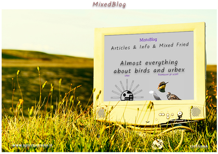 Young woman reading blog