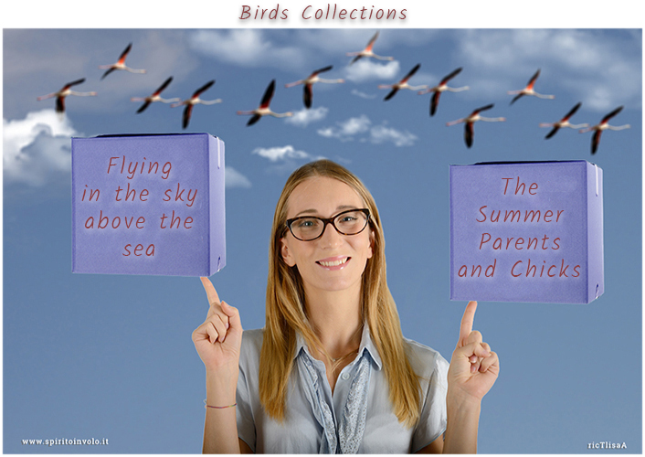 Bird photo collections