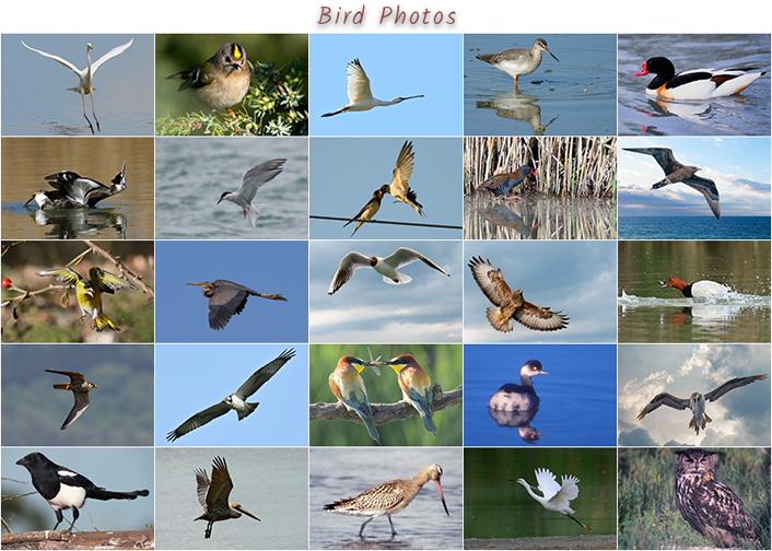 Bird photographs