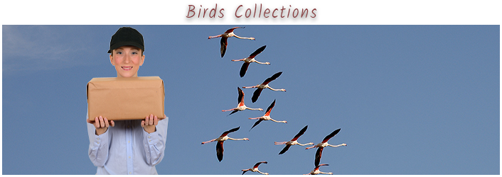 Bird photo collections
