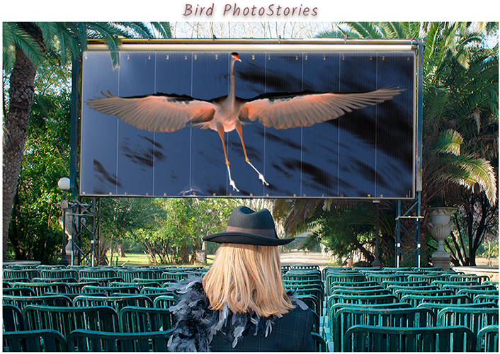 Bird Photo Stories