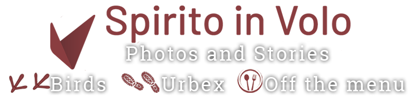 Logo spirito in volo di Riccardo Troiani and Elisabetta Andolfi