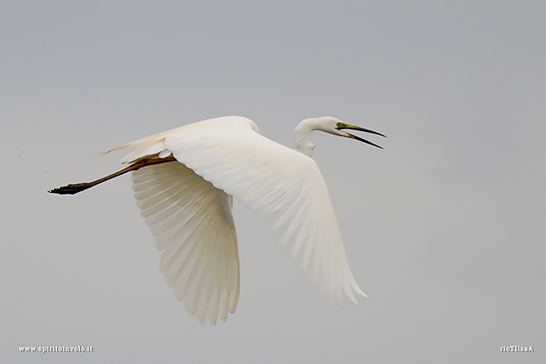 Fotografia di Airone bianco maggiore in volo