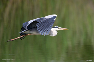 Airone cenrino in volo