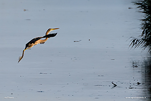 Fotografia di Airone rosso in volo