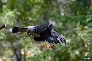 Fotografia di Colombaccio in volo