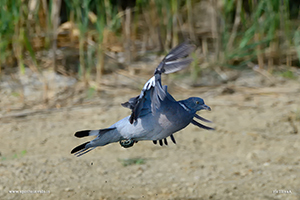 Fotografia di Colombaccio in volo