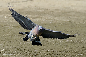 Fotografia di Colombaccio in volo