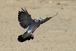 Fotografia di Colombaccio in volo