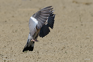 Fotografia di Colombaccio in volo