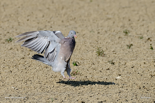 Fotografia di Colombaccio in volo