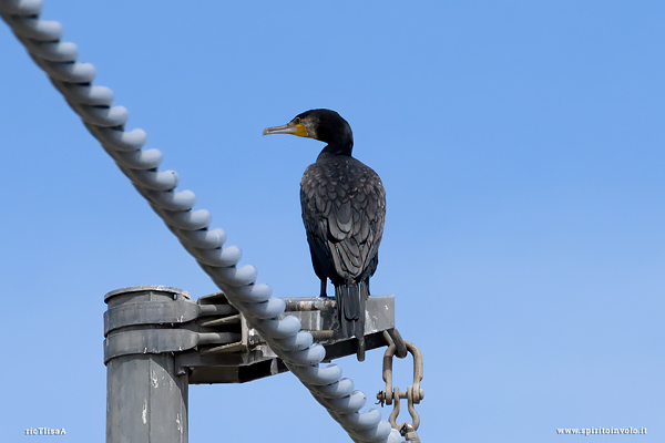 Fotografia di Cormorano su palo della luce