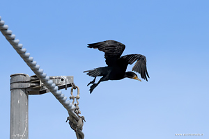 Fotografia di Cormorano che spicca il volo