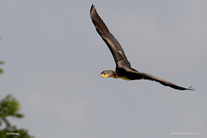 Fotografia di Cormorano in volo nel cielo