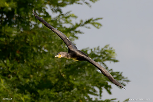 Fotografia di Cormorano in volo nel cielo