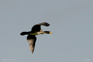 Fotografia di Cormorano in volo nel cielo