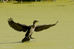 Fotografia di Cormorano che si posa sull'acqua