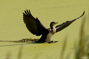 Fotografia di Cormorano che si posa sull'acqua