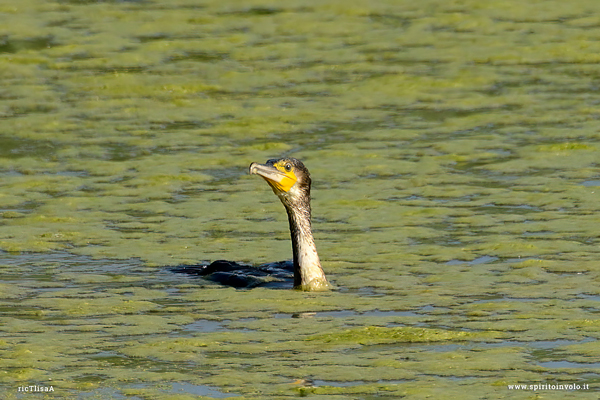 Fotografia di Cormorano immerso in acqua