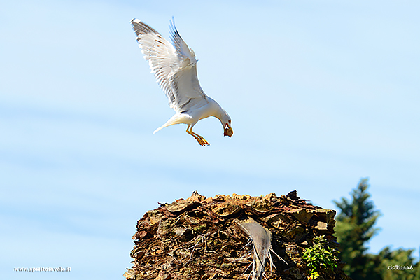 Fotografia di Gabbiano Reale Mediterraneo porta cibo al nido